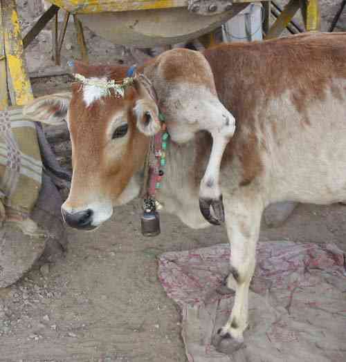 Os incríveis Bichinhos do Mundo Gump 113cow | Animais | animais, bichos, bizarro, curioso, mutante, nojento