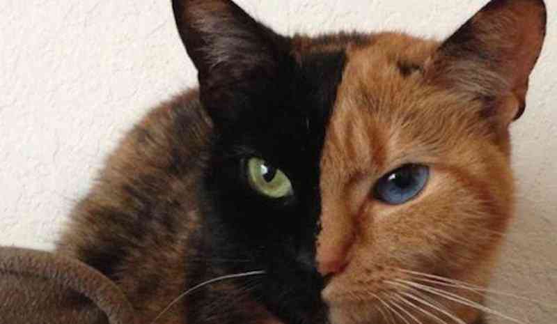 Os incríveis Bichinhos do Mundo Gump 20 of the most shocking physical mutations 2 | Animais | animais, bichos, bizarro, curioso, mutante, nojento