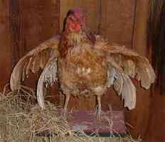 Os incríveis Bichinhos do Mundo Gump 4wing chickenr.0 | Animais | animais, bichos, bizarro, curioso, mutante, nojento