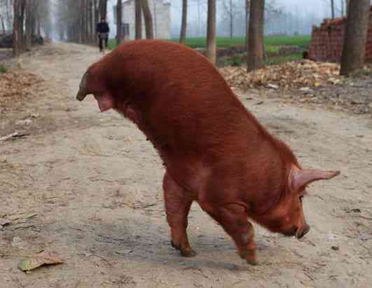 Os incríveis Bichinhos do Mundo Gump 81264fa23ae778d519301193337f2f34 pet pigs little pigs | Animais | animais, bichos, bizarro, curioso, mutante, nojento