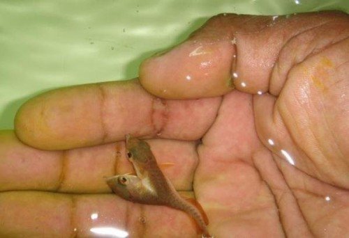 Os incríveis Bichinhos do Mundo Gump Amazing Two Headed Fish 005 | Animais | animais, bichos, bizarro, curioso, mutante, nojento