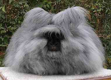 Os incríveis Bichinhos do Mundo Gump Angora rabbit | Animais | animais, bichos, bizarro, curioso, mutante, nojento