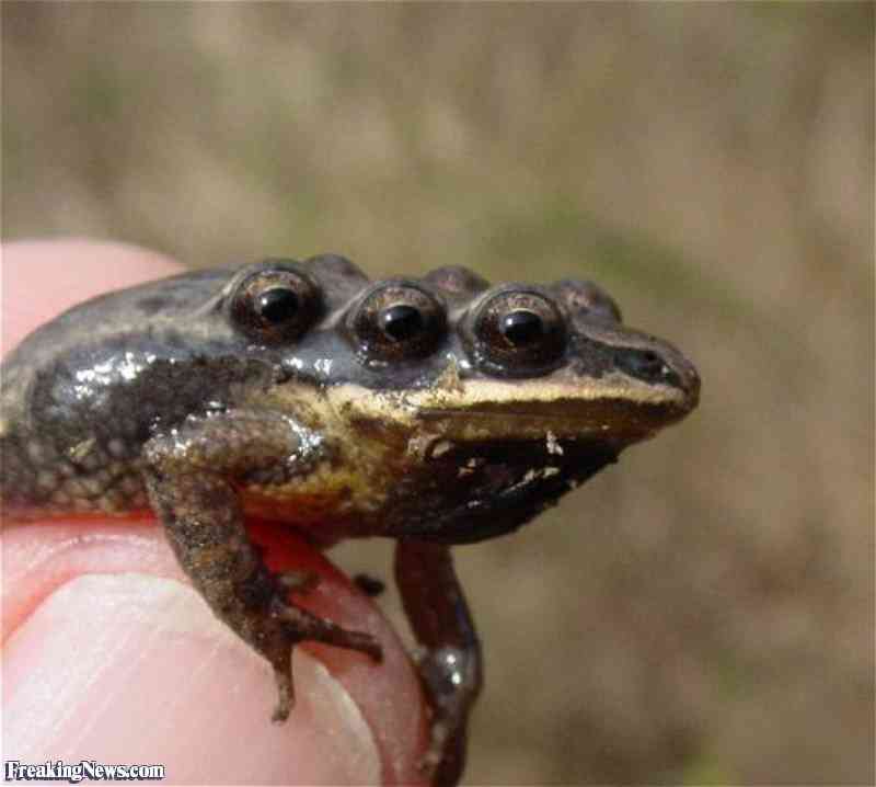 Os incríveis Bichinhos do Mundo Gump Frog 13296 | Animais | animais, bichos, bizarro, curioso, mutante, nojento