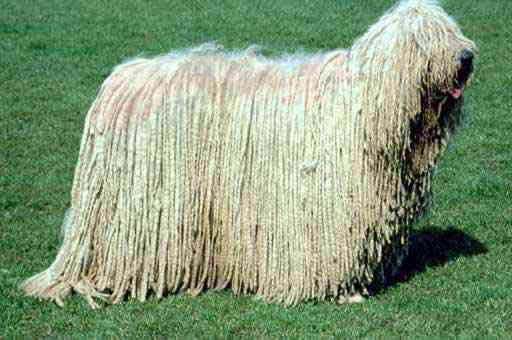 Os incríveis Bichinhos do Mundo Gump Komondor Dog | Animais | animais, bichos, bizarro, curioso, mutante, nojento