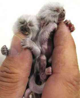 Os incríveis Bichinhos do Mundo Gump albinopygmymarmoset | Animais | animais, bichos, bizarro, curioso, mutante, nojento