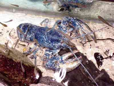 Os incríveis Bichinhos do Mundo Gump bluelobster | Animais | animais, bichos, bizarro, curioso, mutante, nojento