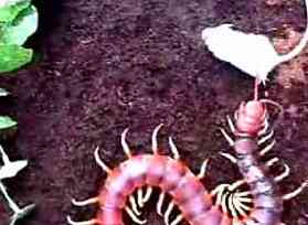 Os incríveis Bichinhos do Mundo Gump centipede mouse | Animais | animais, bichos, bizarro, curioso, mutante, nojento