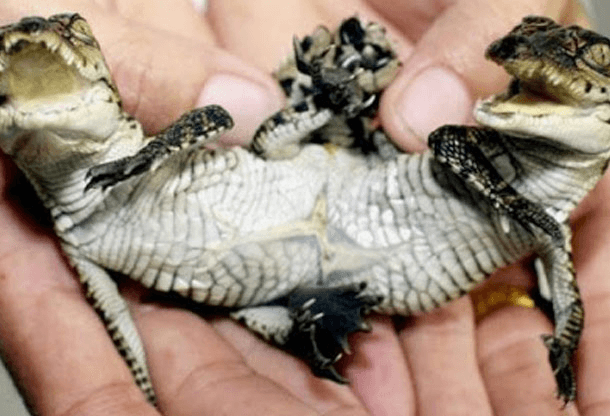 Os incríveis Bichinhos do Mundo Gump conjoined crocodiles | Animais | animais, bichos, bizarro, curioso, mutante, nojento