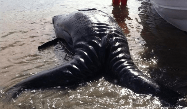 Os incríveis Bichinhos do Mundo Gump conjoined gray whales | Animais | animais, bichos, bizarro, curioso, mutante, nojento