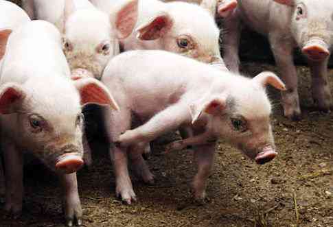 Os incríveis Bichinhos do Mundo Gump five legged pig | Animais | animais, bichos, bizarro, curioso, mutante, nojento