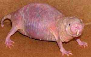 Os incríveis Bichinhos do Mundo Gump mole rat | Animais | animais, bichos, bizarro, curioso, mutante, nojento