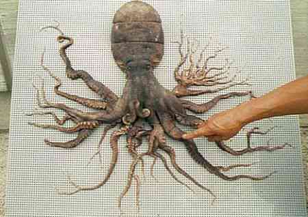 Os incríveis Bichinhos do Mundo Gump monster octopus | Animais | animais, bichos, bizarro, curioso, mutante, nojento