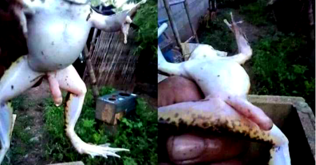 Os incríveis Bichinhos do Mundo Gump mutated animals weird | Animais | animais, bichos, bizarro, curioso, mutante, nojento