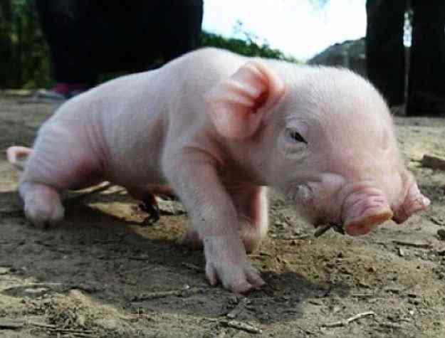 Os incríveis Bichinhos do Mundo Gump pig two noses | Animais | animais, bichos, bizarro, curioso, mutante, nojento