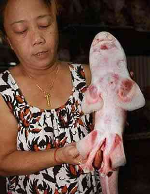 Os incríveis Bichinhos do Mundo Gump shark web feet | Animais | animais, bichos, bizarro, curioso, mutante, nojento