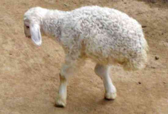 Os incríveis Bichinhos do Mundo Gump two legged lamb | Animais | animais, bichos, bizarro, curioso, mutante, nojento