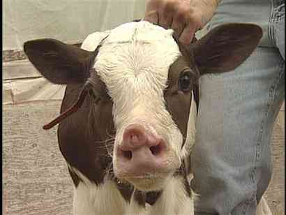 Os incríveis Bichinhos do Mundo Gump two nose cow | Animais | animais, bichos, bizarro, curioso, mutante, nojento