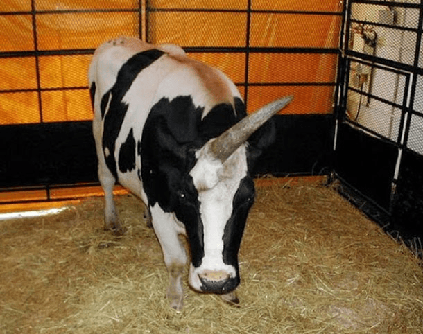 Os incríveis Bichinhos do Mundo Gump unicorn cow | Animais | animais, bichos, bizarro, curioso, mutante, nojento