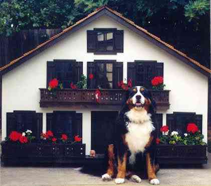 As mais incríveis casas de cachorro 2032192661 e75c1d65e1 | Animais | arquitetura, cachorro, casas, incrível