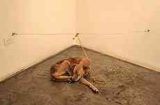 "Artista" mata cachorro durante uma exposição de diz que "é arte" fd17a293 | Animais | arte contemporânea, cachorro, sinistro