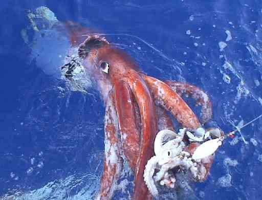 Animais bizarros das altas profundidades Animais bizarros das altas profundidades