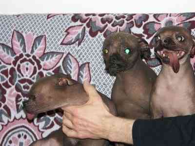 Cachorros feios, os Cães do capeta 04 dogs 98696 | Animais | bichos, bizarrice, bizarro, cachorro, curioso, horrível