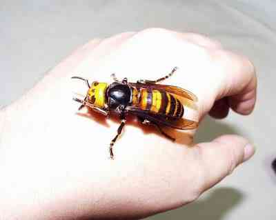 10 Bichos que eu não colocaria na mão I AsianGiantHornet | Animais | animais, bichos, bizarrice, bizarro, curioso, incrível, nojento