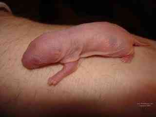 10 Bichos que eu não colocaria na mão I Baby Rat Arm | Animais | animais, bichos, bizarrice, bizarro, curioso, incrível, nojento