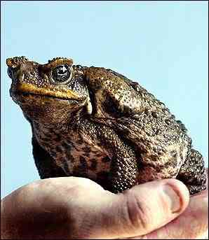 10 Bichos que eu não colocaria na mão I CaneToad | Animais | animais, bichos, bizarrice, bizarro, curioso, incrível, nojento