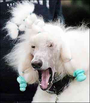 Cachorros feios, os Cães do capeta IkePoodle | Animais | bichos, bizarrice, bizarro, cachorro, curioso, horrível