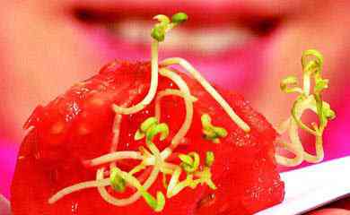 Sobre tomates e feijões tomate sabor feijão
