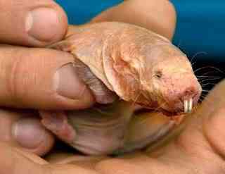 10 Bichos que eu não colocaria na mão I NakedMole rat | Animais | animais, bichos, bizarrice, bizarro, curioso, incrível, nojento