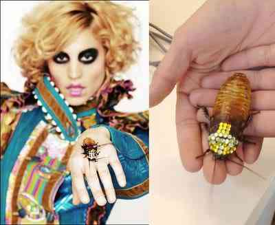 10 bichos que eu não colocaria na mão - parte II Roachbrooch blackchandalier1biz | Animais | animais, bichos, bizarrice, bizarro, curioso, nojento