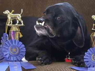 Cachorros feios, os Cães do capeta Ugly Dog Contest 31 | Animais | bichos, bizarrice, bizarro, cachorro, curioso, horrível