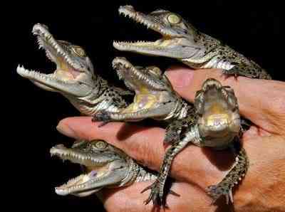 10 bichos que eu não colocaria na mão - parte II alligators knuttz1net | Animais | animais, bichos, bizarrice, bizarro, curioso, nojento