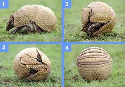 10 bichos que eu não colocaria na mão - parte II armadilloball LinkInn | Animais | animais, bichos, bizarrice, bizarro, curioso, nojento