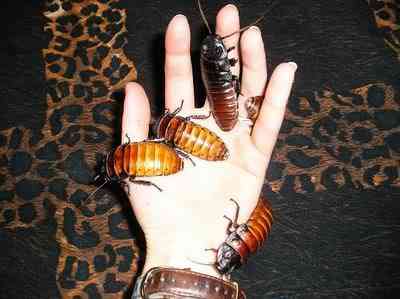10 bichos que eu não colocaria na mão - parte II cockroaches brigette | Animais | animais, bichos, bizarrice, bizarro, curioso, nojento