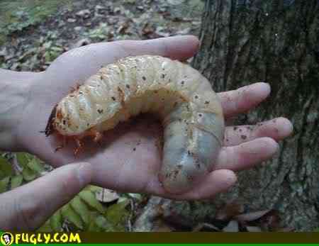 10 Bichos que eu não colocaria na mão I giant grub | Animais | animais, bichos, bizarrice, bizarro, curioso, incrível, nojento