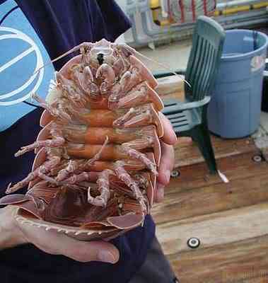 10 bichos que eu não colocaria na mão - parte II giantisopod knuttz1net | Animais | animais, bichos, bizarrice, bizarro, curioso, nojento
