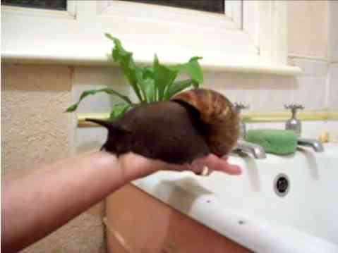 10 Bichos que eu não colocaria na mão I giantsnail | Animais | animais, bichos, bizarrice, bizarro, curioso, incrível, nojento