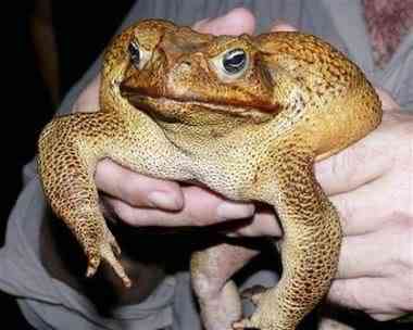 10 bichos que eu não colocaria na mão - parte II gianttoad2 | Animais | animais, bichos, bizarrice, bizarro, curioso, nojento