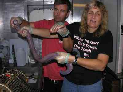 10 bichos que eu não colocaria na mão - parte II hagfishandhandlers NOAA | Animais | animais, bichos, bizarrice, bizarro, curioso, nojento