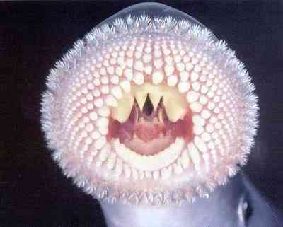 10 bichos que eu não colocaria na mão - parte II lamprey knuttz1net | Animais | animais, bichos, bizarrice, bizarro, curioso, nojento
