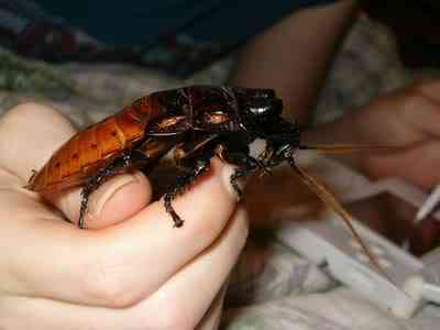 10 bichos que eu não colocaria na mão - parte II monsterroach2 Jade | Animais | animais, bichos, bizarrice, bizarro, curioso, nojento