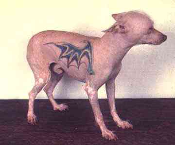 Cachorros feios, os Cães do capeta page12a | Animais | bichos, bizarrice, bizarro, cachorro, curioso, horrível