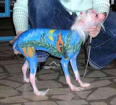 Cachorros feios, os Cães do capeta paintedchinesecrested Knuttz | Animais | bichos, bizarrice, bizarro, cachorro, curioso, horrível