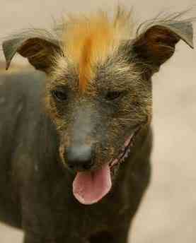 Cachorros feios, os Cães do capeta peruvianhairless yahoo1com | Animais | bichos, bizarrice, bizarro, cachorro, curioso, horrível