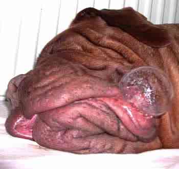 Cachorros feios, os Cães do capeta sleeping dog growabrain1typepad1com | Animais | bichos, bizarrice, bizarro, cachorro, curioso, horrível