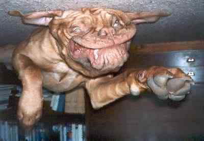 Cachorros feios, os Cães do capeta squishydog ChrissieDollar | Animais | bichos, bizarrice, bizarro, cachorro, curioso, horrível