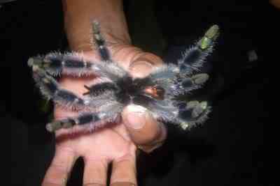 10 bichos que eu não colocaria na mão - parte II tarantula2 Steve | Animais | animais, bichos, bizarrice, bizarro, curioso, nojento